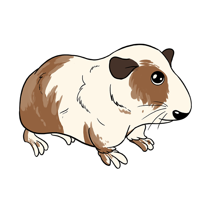 Guinea Pig Cartoon Drawing at PaintingValley.com | Explore collection ...