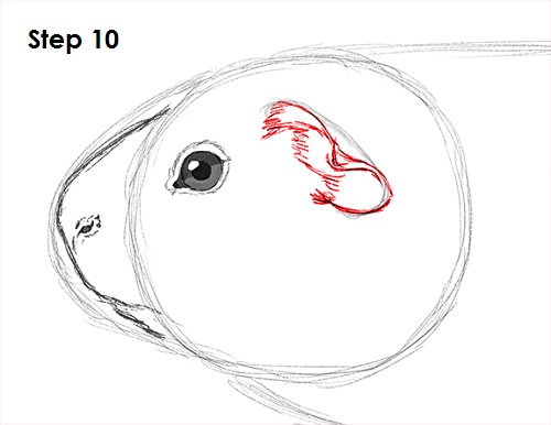 500x386 how to draw a guinea pig - Guinea Pig Cartoon Drawing