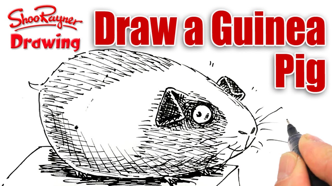 1280x720 how to draw a cartoon guinea pig - Guinea Pig Cartoon Drawing