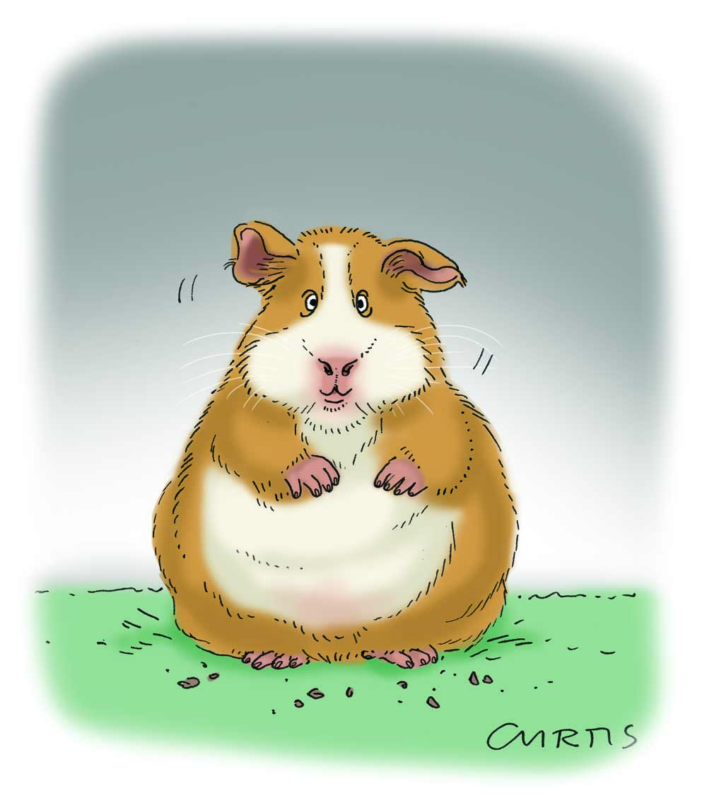 1000x1146 guinea pig cartoon cluestolife - Guinea Pig Cartoon Drawing