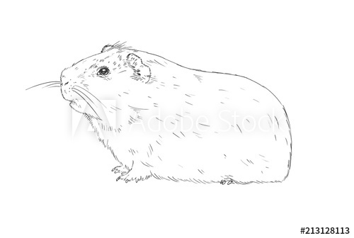 500x336 hand drawing guinea pig or cavia black and white guinea pig - Guinea Pig Drawing