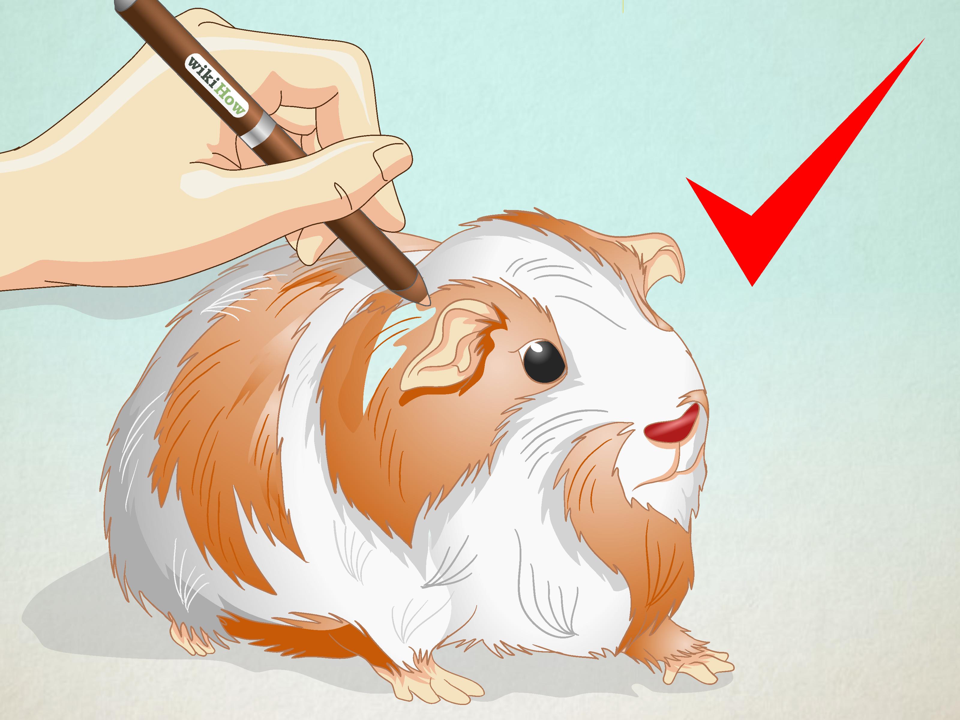 3200x2400 how to draw a guinea pig steps - Guinea Pig Drawing