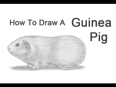 480x360 how to draw a guinea pig - Guinea Pig Drawing
