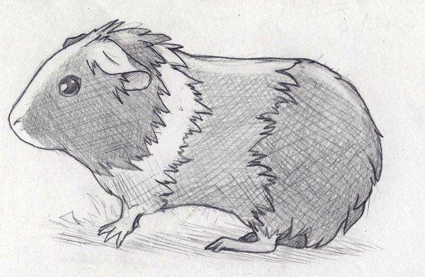 600x391 drawings guinea pigs, pig sketch, pig drawing - Guinea Pig Drawing