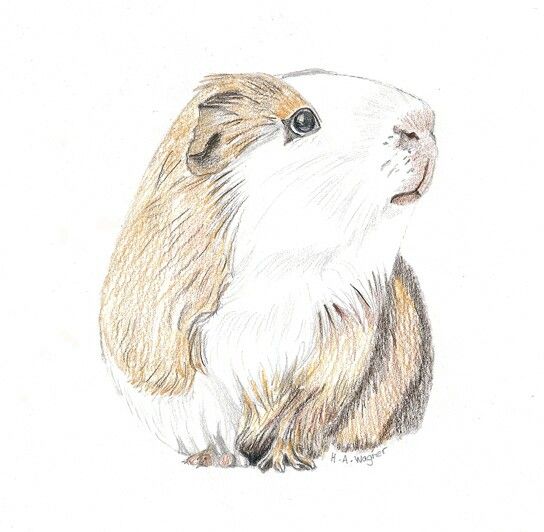 544x532 little guinea pig drawing from my etsy shop cardcreative - Guinea Pig Drawing