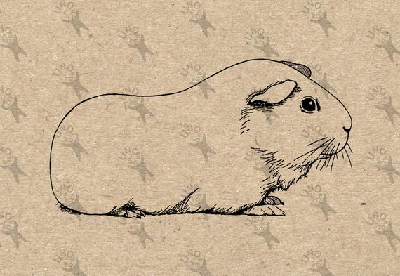 570x393 vintage retro drawing image guinea pig picture instant etsy - Guinea Pig Drawing