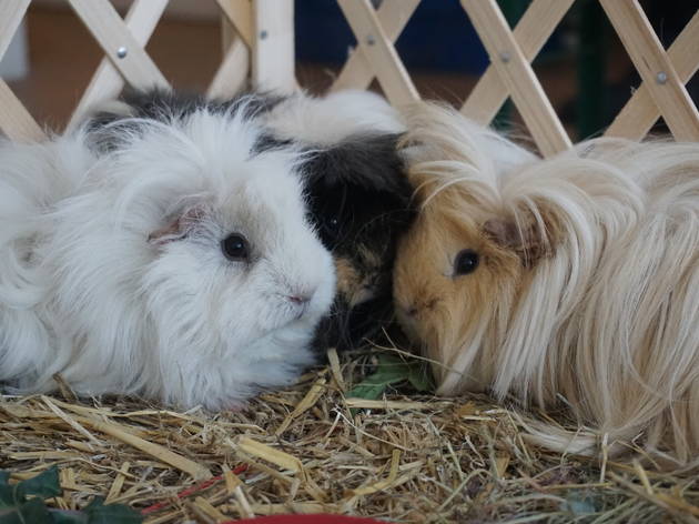 630x472 Wild Life Drawing Guinea Pigs Things To Do In London - Guinea Pig Drawing