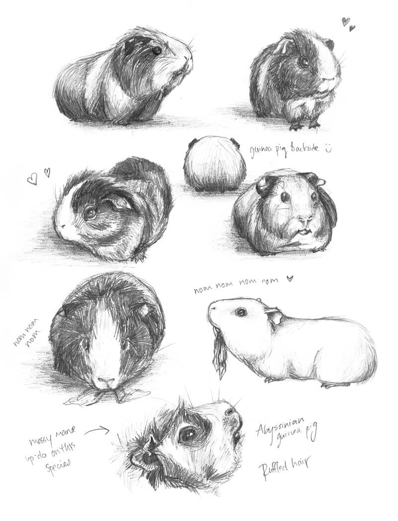 800x1047 Drawing Guinea Pigs - Guinea Pig Drawing