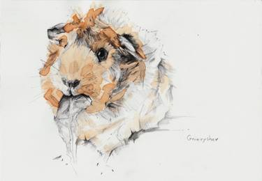 375x260 guinea pig drawing - Guinea Pig Drawing