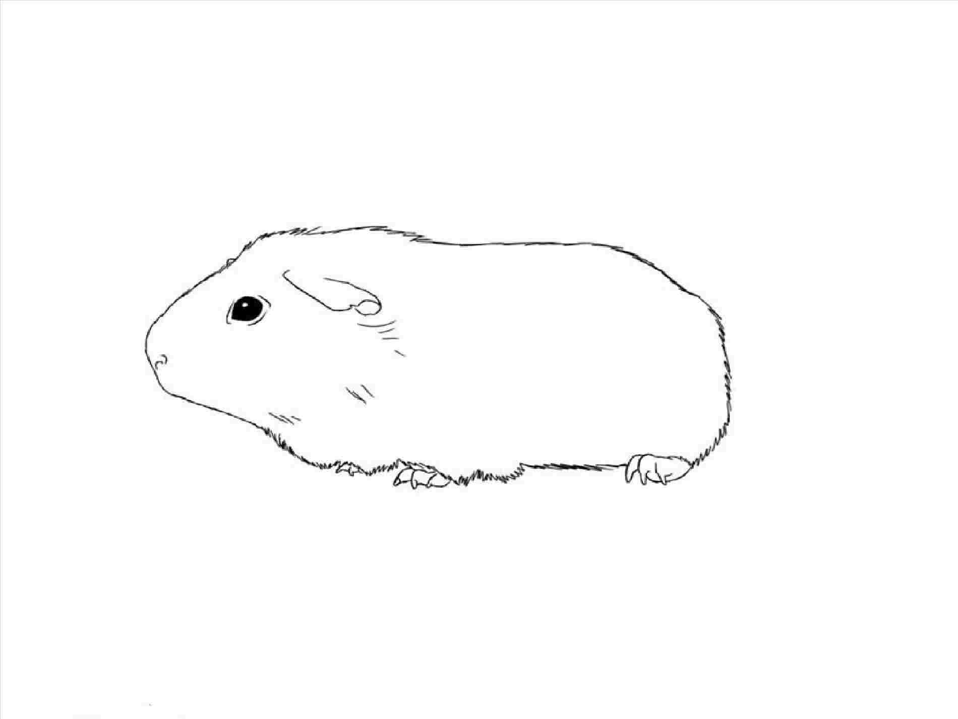 Guinea Pig Drawing at PaintingValley.com | Explore collection of Guinea ...