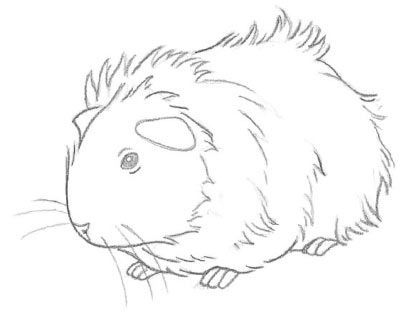 411x312 how to draw a guinea pig animals drawings, guinea pigs, guniea pig - Guinea Pig Drawing