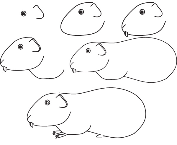 600x491 drawing guinea pig - Guinea Pig Drawing