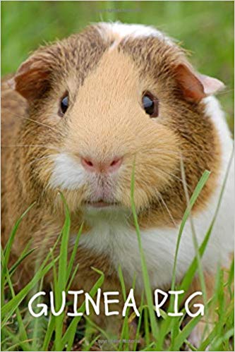 333x499 guinea pig notebook with animals for kids, notebook for drawing - Guinea Pig Drawing