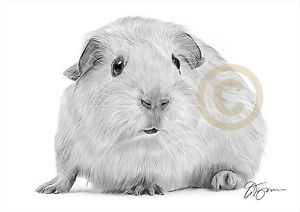 300x212 guinea pig pencil drawing artwork print size - Guinea Pig Drawing