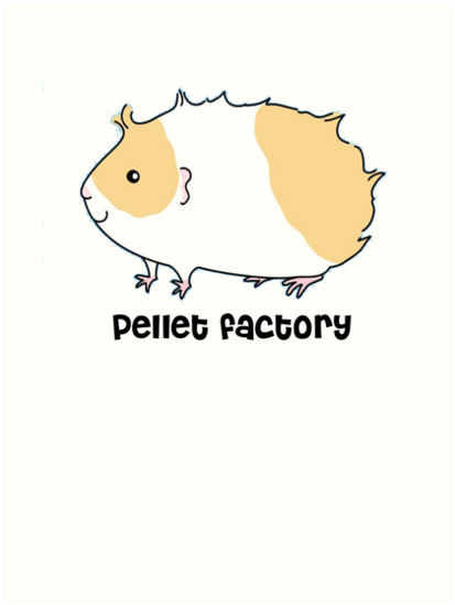 413x549 guinea pig - Guinea Pig Drawing