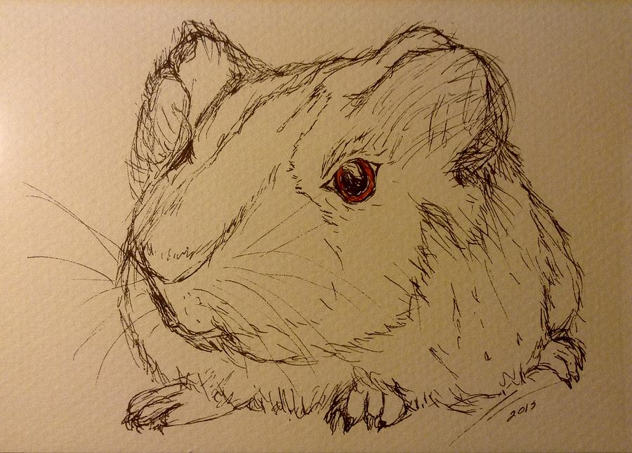 900x645 guinea pig drawing - Guinea Pig Drawing