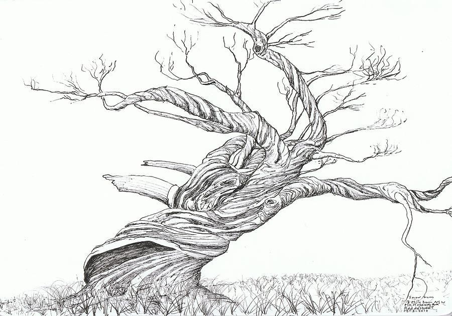 900x630 snow gum drawing - Gum Drawing