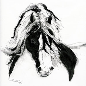 300x300 Horse Head Drawing Drawings - Gypsy Head Drawing