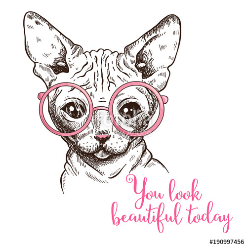 500x500 hand drawn illustration of a sphynx cat in a glasses stock image - Hairless Cat Drawing