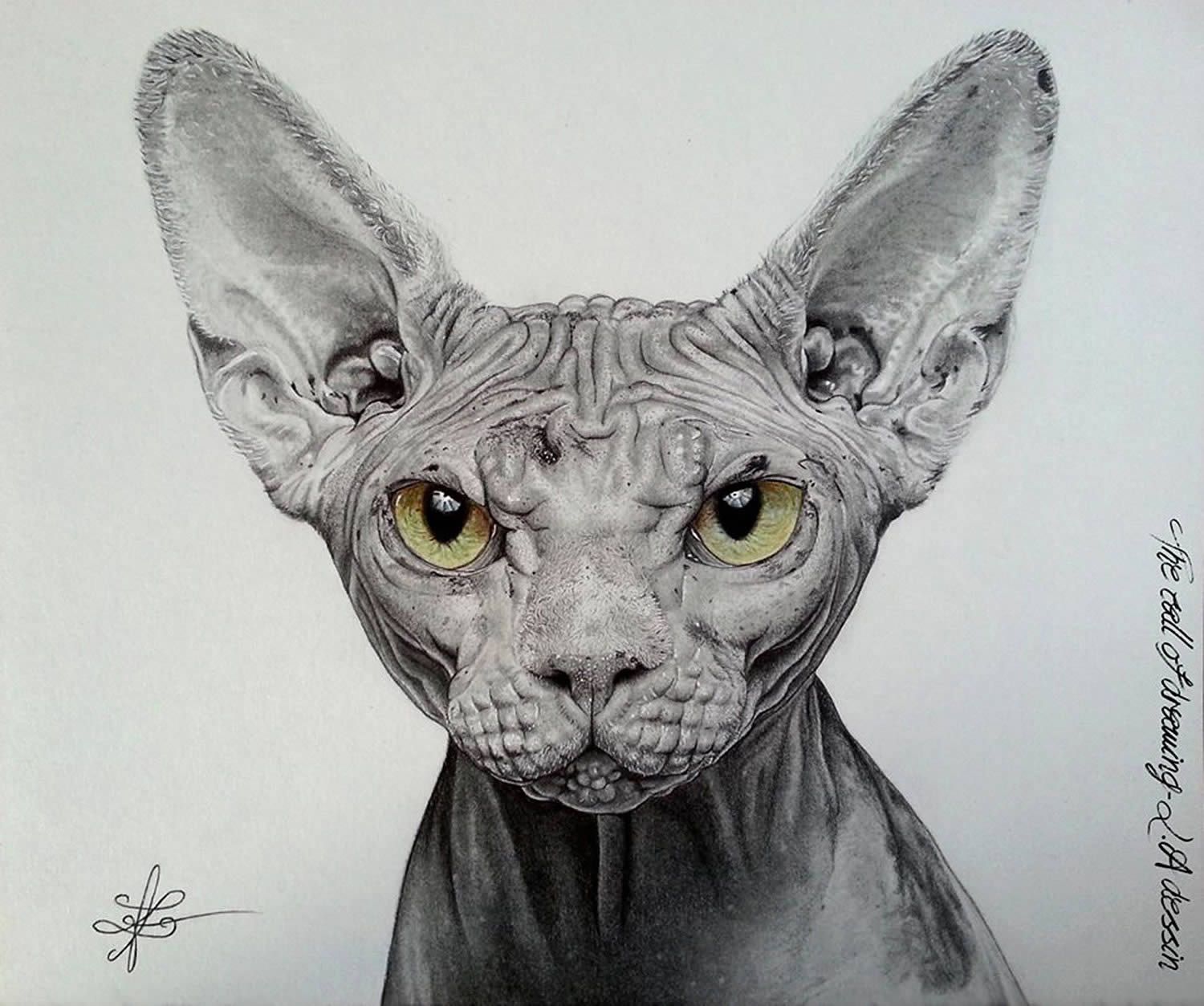1500x1253 images for gt sphynx cat tattoo designs angie cat drawing - Hairless Cat Drawing