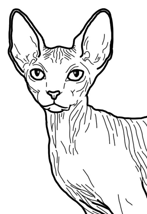493x719 comic con shirts cat drawing, sphynx, drawings - Hairless Cat Drawing