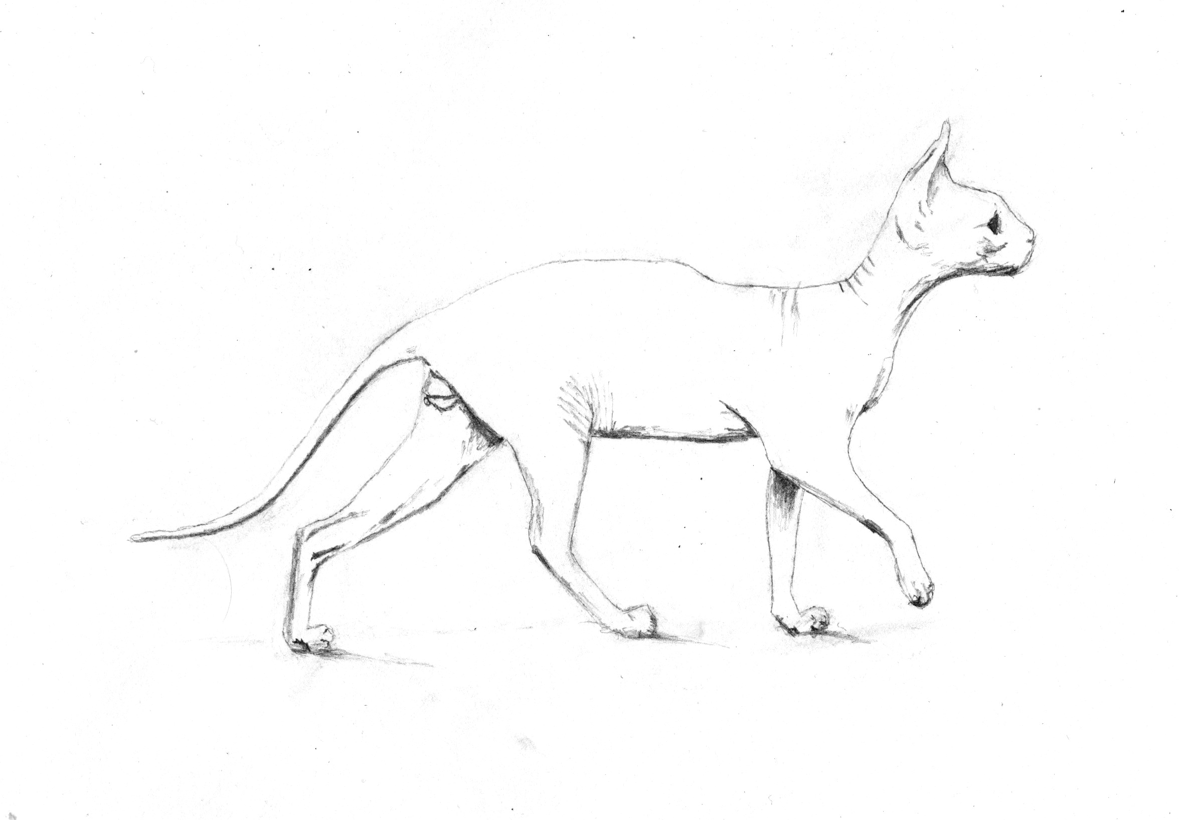 2351x1636 beerus drawing sphynx cat for free download - Hairless Cat Drawing