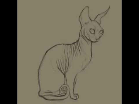 480x360 Sphinx Cat Sketch In Procreate - Hairless Cat Drawing