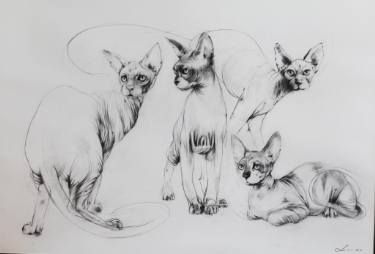 375x254 sphynx cats drawing - Hairless Cat Drawing