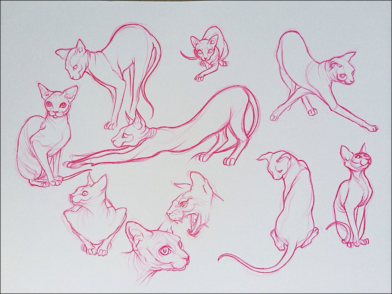 1280x960 sphynx cat sketches old artwork cat drawing, cat sketch, sphynx - Hairless Cat Drawing