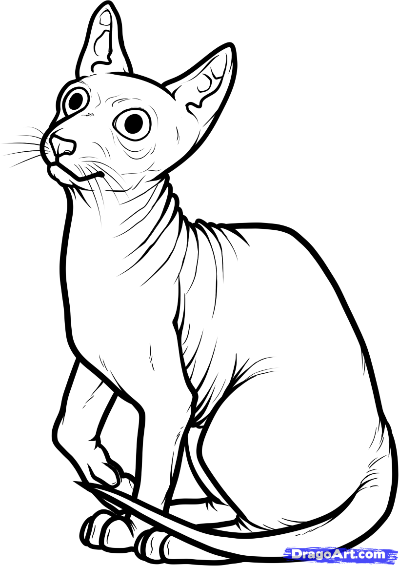 818x1160 how to draw a sphynx cat step cats and art sphynx cat, cat - Hairless Cat Drawing