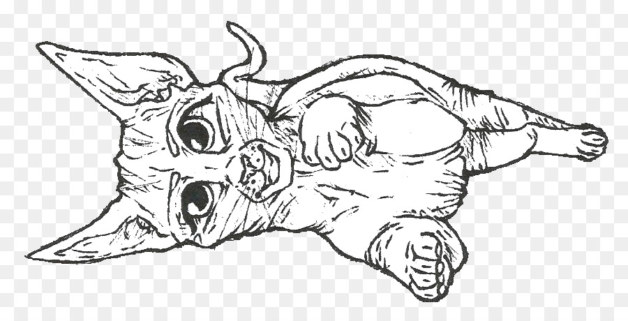 900x460 carnivora sphynx cat line art mammal sketch - Hairless Cat Drawing