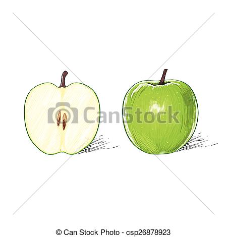 450x470 Green Apple With Cut Half Sketch Draw Isolated Over White - Half Apple Drawing