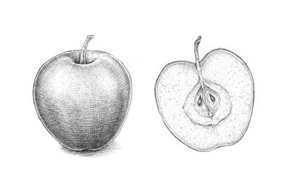 400x277 What You'll Be Creatingin This Short Tutorial, I'll Show You How - Half Apple Drawing