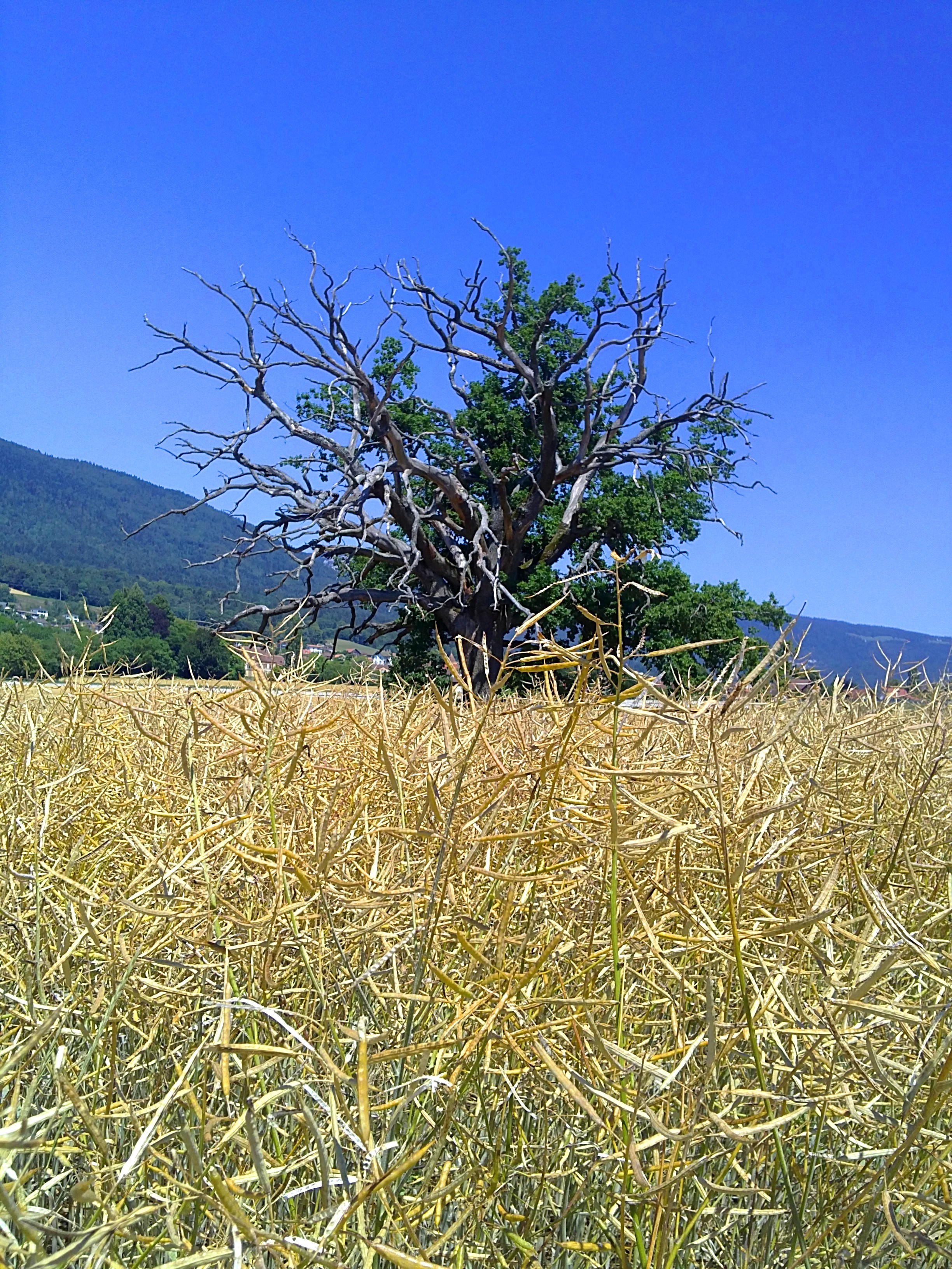 2448x3264 half dead half alive tree knowledge - Half Dead Half Alive Tree Drawings