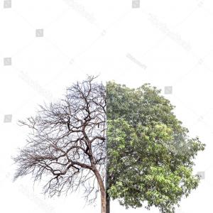 300x300 Photostock Vector Drawing Crown Half Flower Natural Decoration - Half Dead Half Alive Tree Drawings