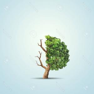 300x300 photothe concept image of ecology half alive and half dead tree - Half Dead Half Alive Tree Drawings
