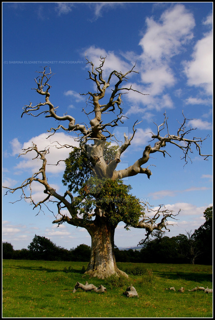 732x1091 Pictures Half Dead Tree Picture - Half Dead Half Alive Tree Drawings