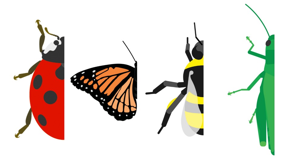 1000x526 Draw The Missing Half Insects Adventure In A Box - Half Drawing