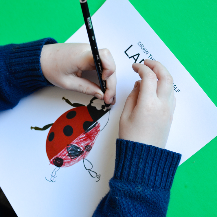 750x750 Draw The Missing Half Insects Adventure In A Box - Half Photo Half Drawing