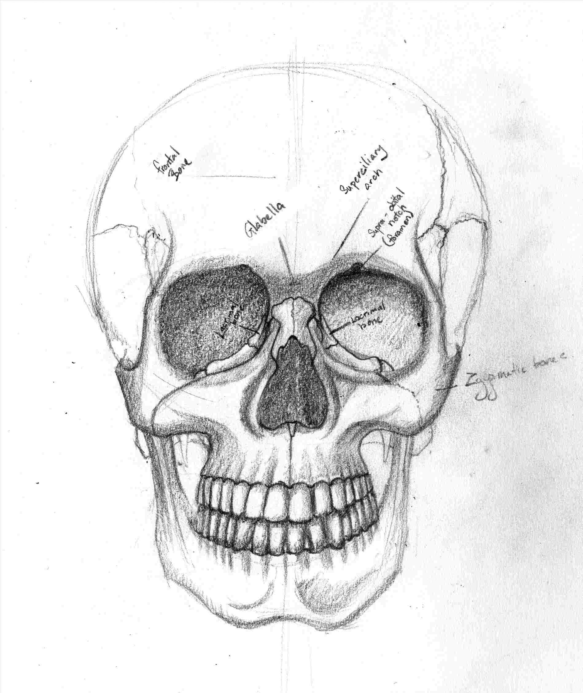 Half Skeleton Face Drawing at PaintingValley.com | Explore collection ...