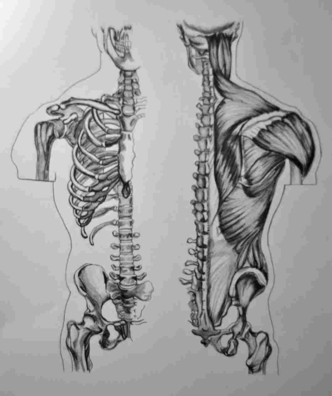 Half Skeleton Face Drawing at Explore collection