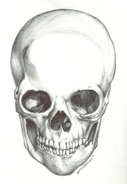 416x600 Half Skull Drawing - Half Skull Drawing