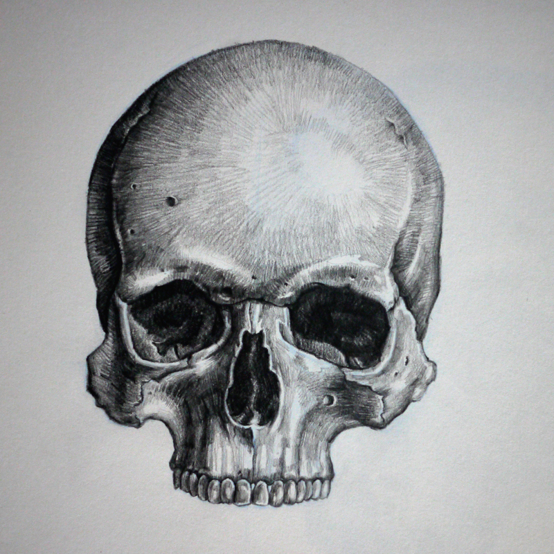 800x800 Skull Drawings - Half Skull Drawing