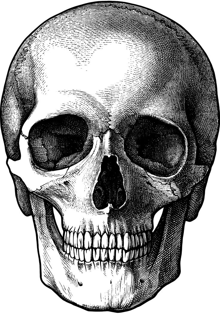 736x1048 Skull Drawing Free Download - Half Skull Drawing