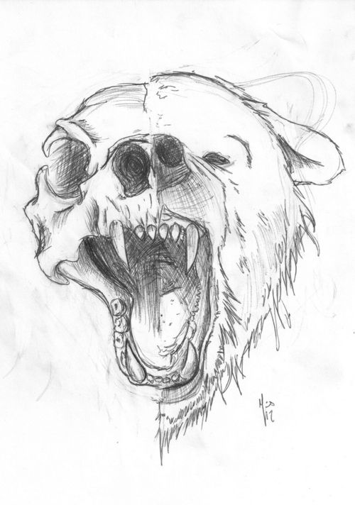 500x712 Bear Sketch Tumblr Maybe Make It A Human Face With Half - Half Skull Drawing