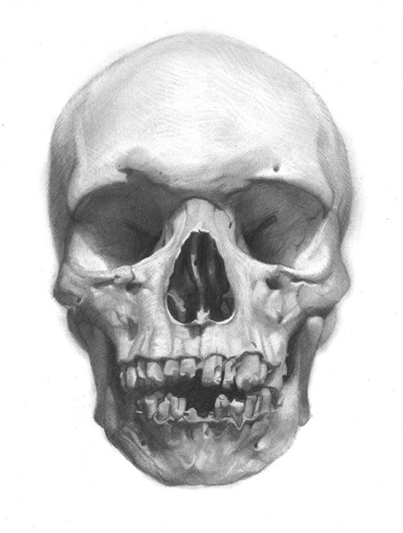 800x1058 David Kassan - Half Skull Drawing