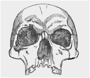 344x300 Human Skull Drawing Tutorial Fresh Half Face Half Skull Drawing - Half Skull Face Drawing