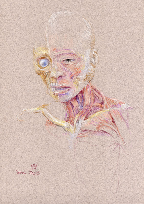 564x800 Half Skull, Half Face Head And Neck Face Muscles, Skull, Orbit - Half Skull Half Face Drawing