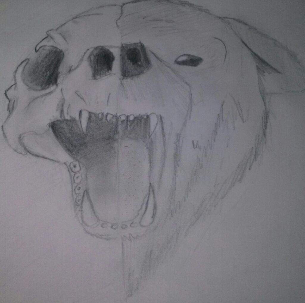 1024x1018 Half Bear Skull Half Bear Face Drawing Art Amino - Half Skull Half Face Drawing