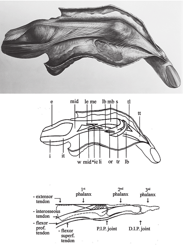 599x801 A Halftone Drawing, Anatomical Specimen Extended Right Rd Finger - Halftone Drawing